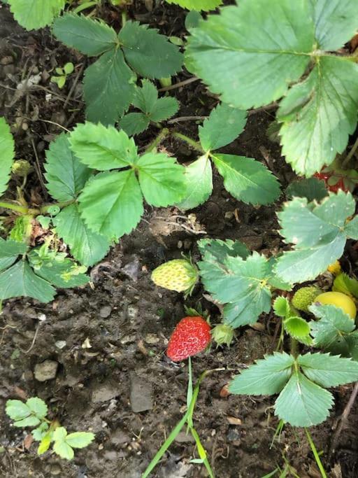 Finca Arep Alquiler Integro 6 Les Planes Les Planes d'Hostoles Luaran gambar